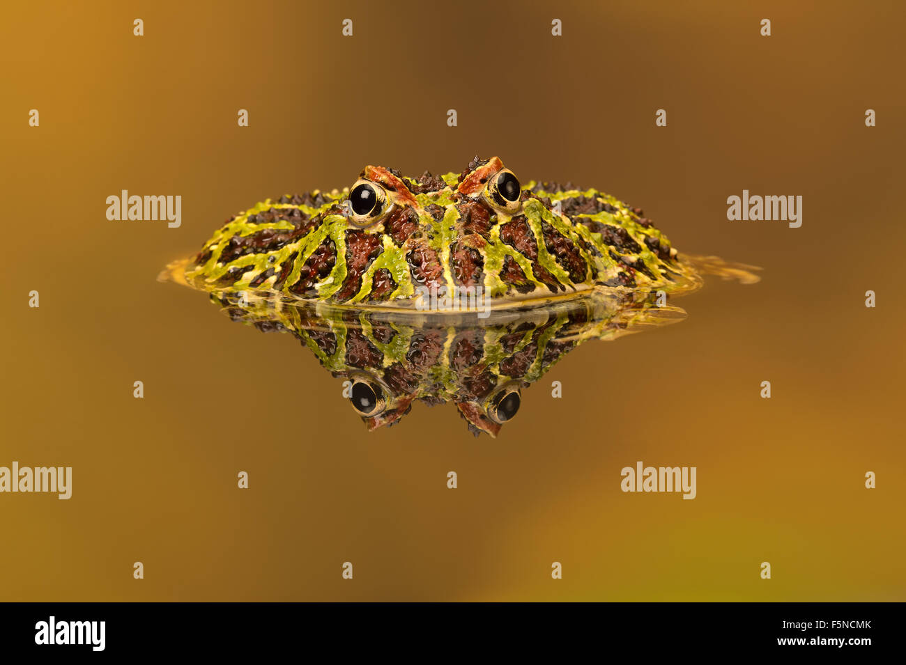 La grenouille cornue d'Argentine (Ceratophrys ornata) Banque D'Images