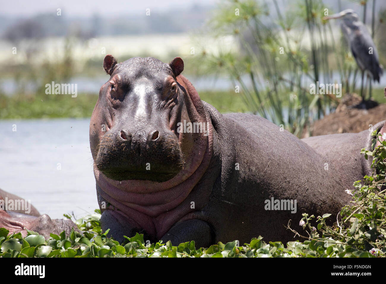 Hippopotamus amphibius la moitié hors de l'eau à plus de jacinthe d'eau Le lac Naivasha au Kenya Banque D'Images