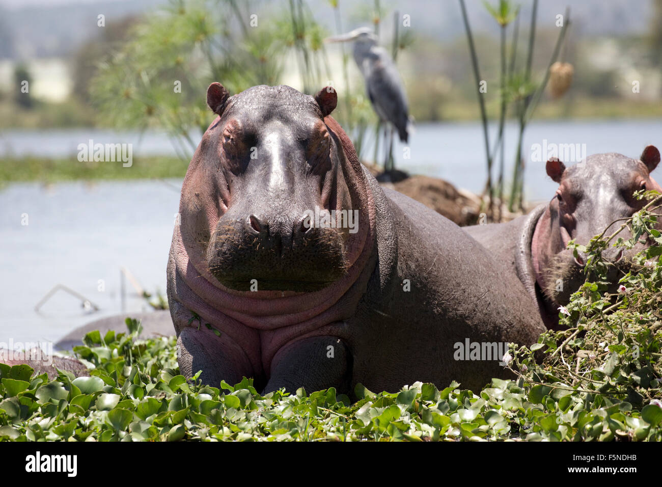 Hippopotamus amphibius la moitié hors de l'eau entouré par la jacinthe d'eau avec heron gris derrière le lac Naivasha au Kenya Banque D'Images