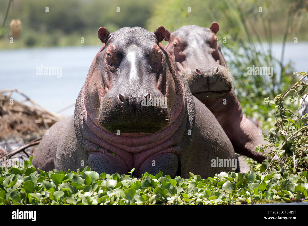 Deux photographe face à l'Hippopotame entouré par la jacinthe d'eau Le lac Naivasha au Kenya Banque D'Images