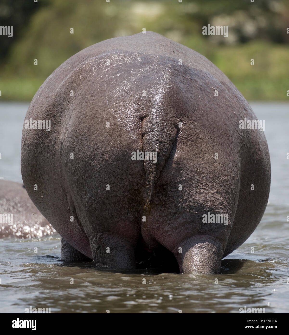 Vue arrière d'hippopotames adultes hors de l'eau Hippopotamus amphibius Lake Naivasha au Kenya Banque D'Images
