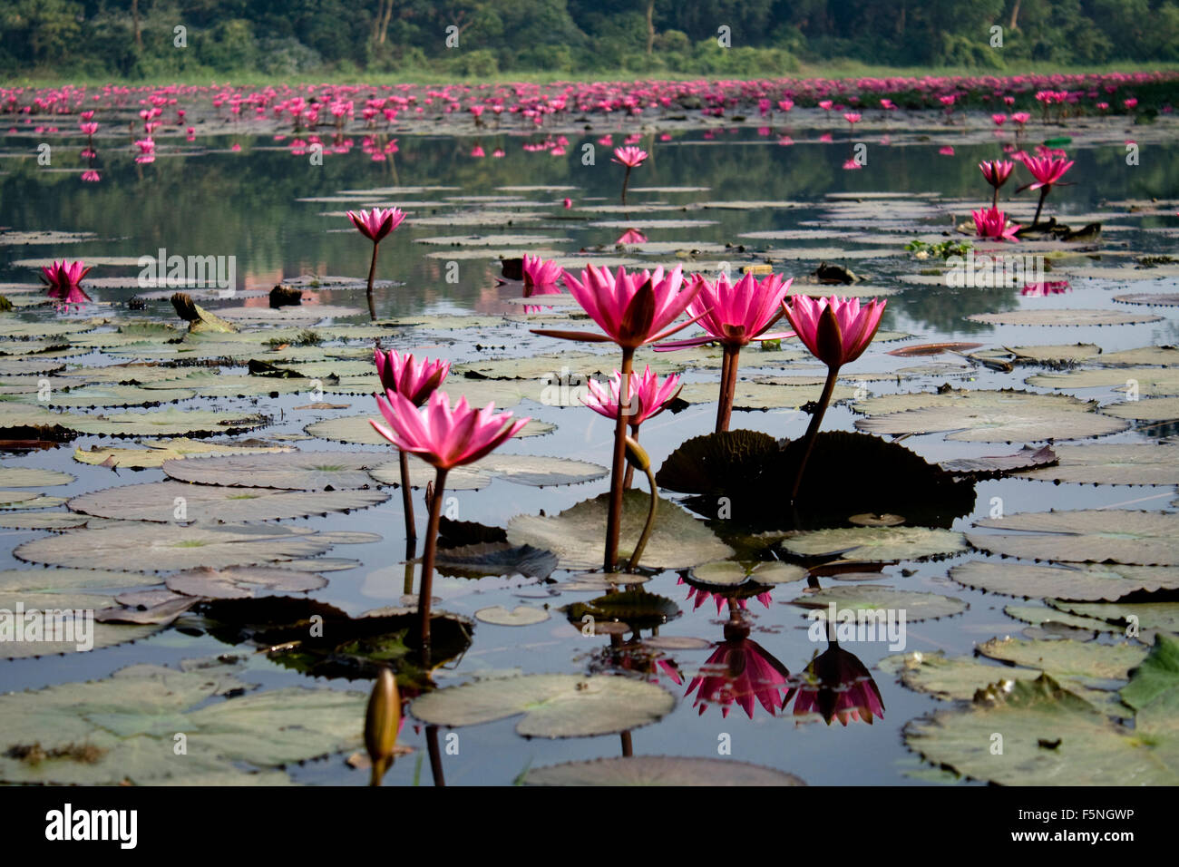 Bangladesh national flower Banque de photographies