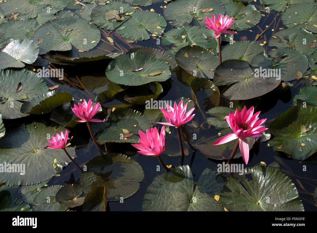 Red Water Lily au Bangladesh. Banque D'Images