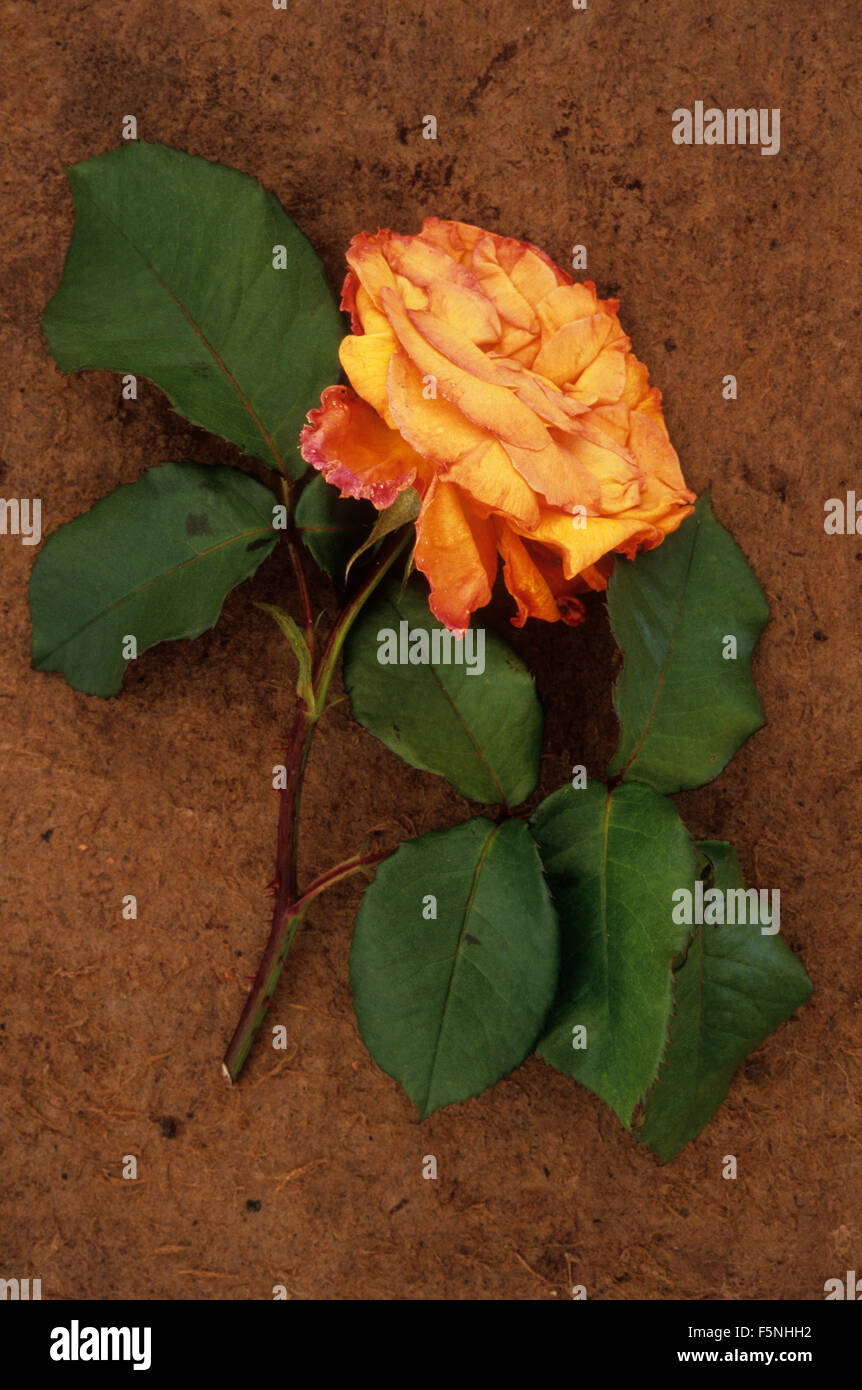 Flowerhead orange et jaune de rose ou Rosa Sallys allongé légèrement aplati avec des feuilles et de la tige sur le conseil d'antiquités Banque D'Images