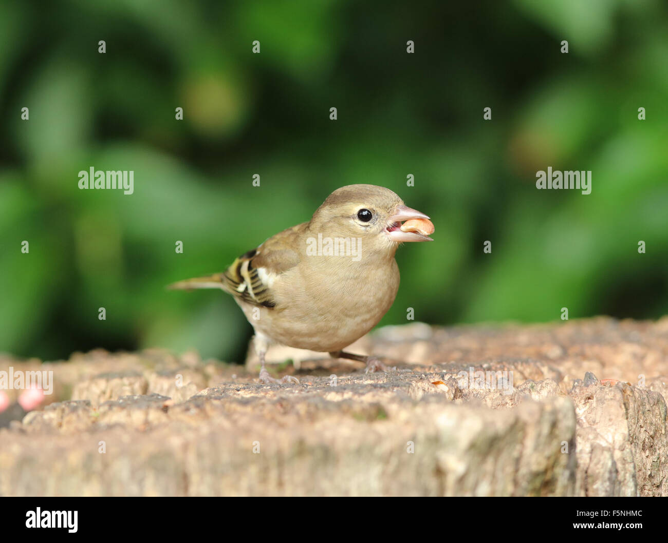 Close up of a female Chaffinch manger des noix sur une souche d'arbre Banque D'Images