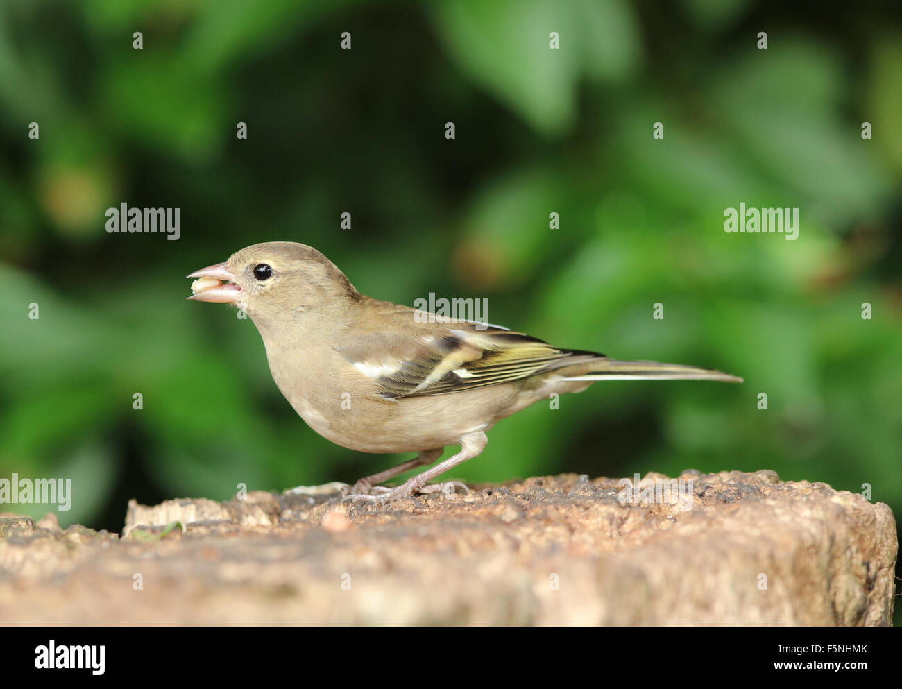 Close up of a female Chaffinch manger des noix sur une souche d'arbre Banque D'Images