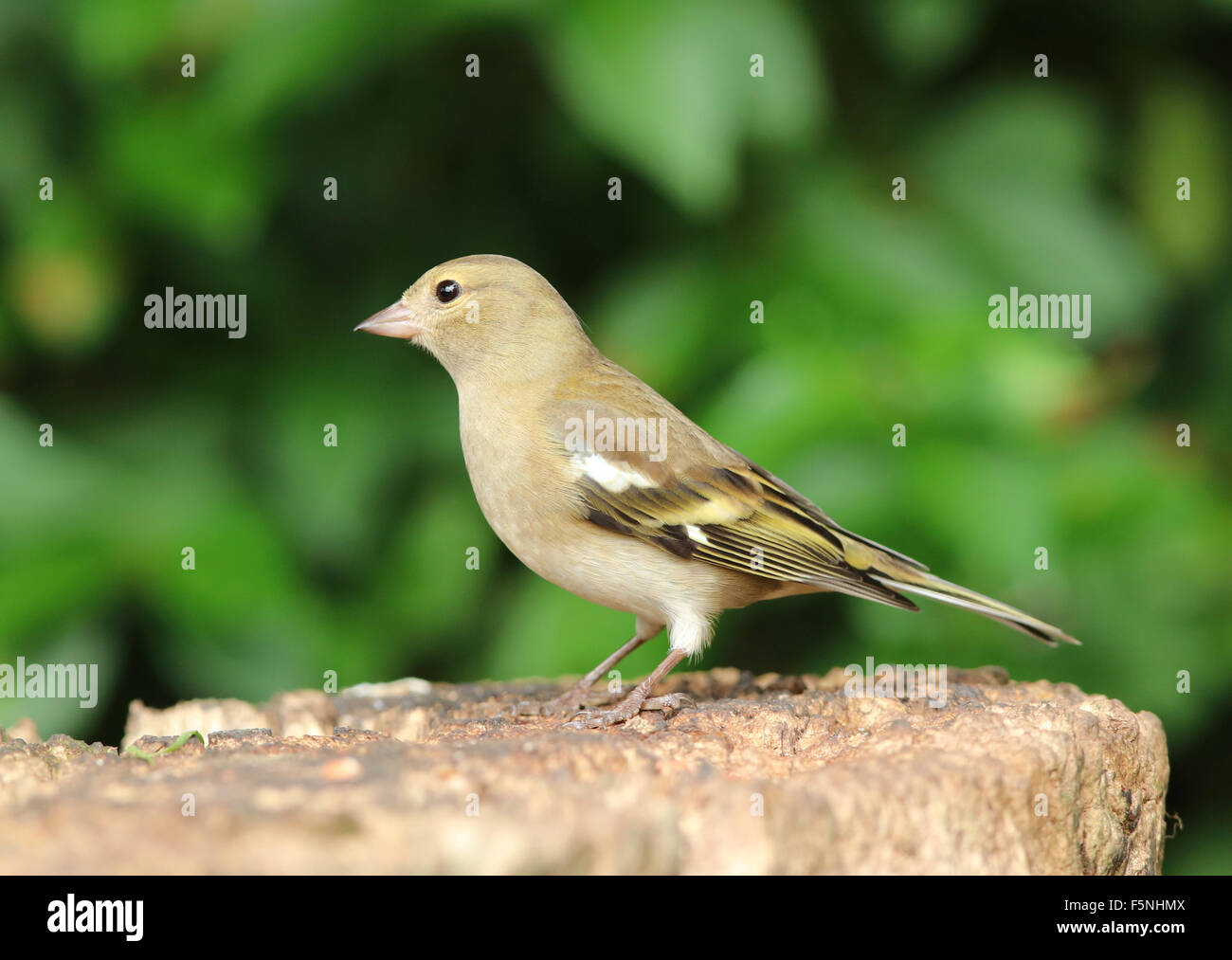 Close up of a female Chaffinch manger des noix sur une souche d'arbre Banque D'Images