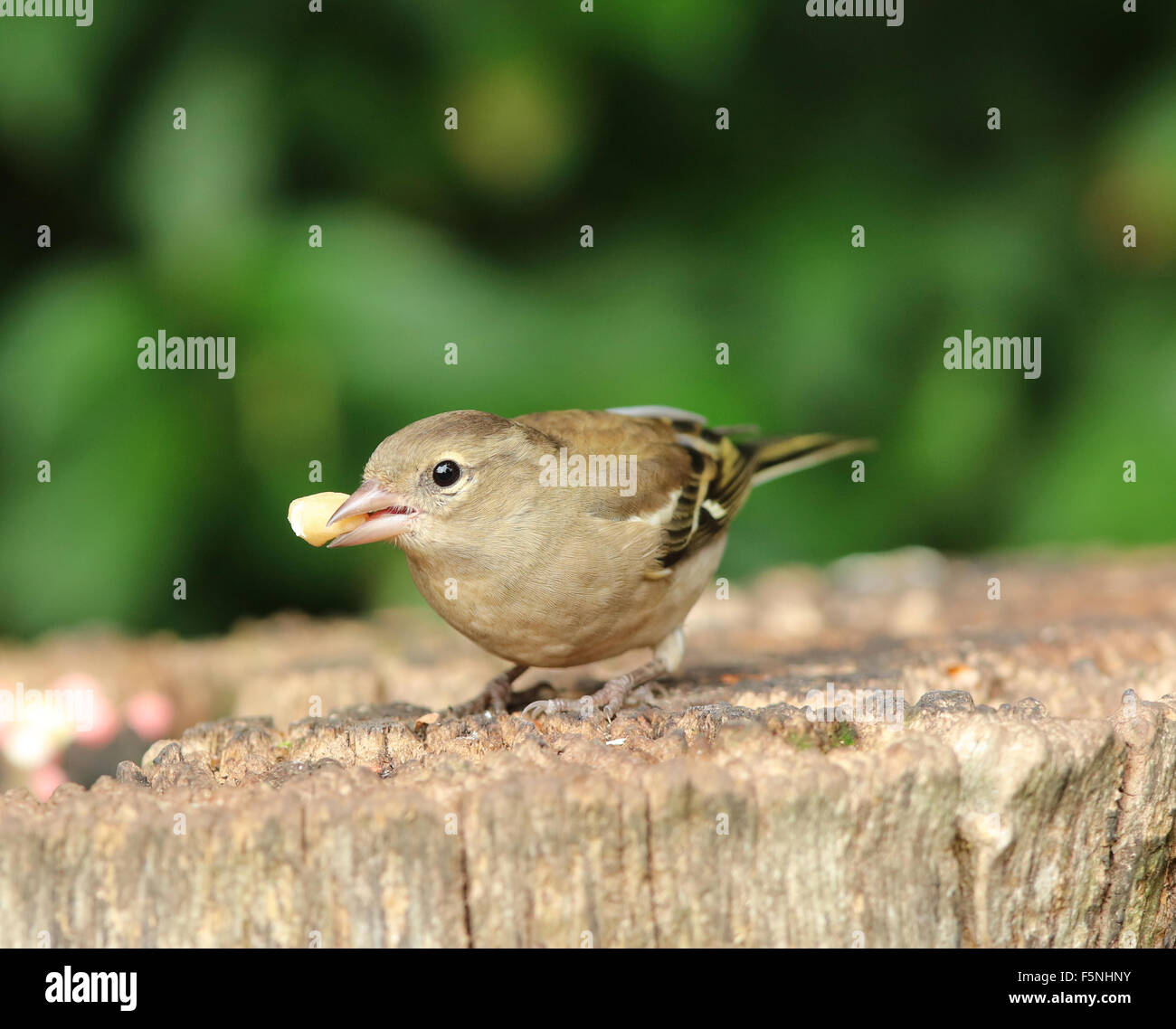 Close up of a female Chaffinch manger des noix sur une souche d'arbre Banque D'Images