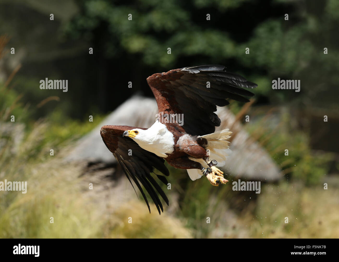 Un poisson mâle en vol de l'Aigle Banque D'Images