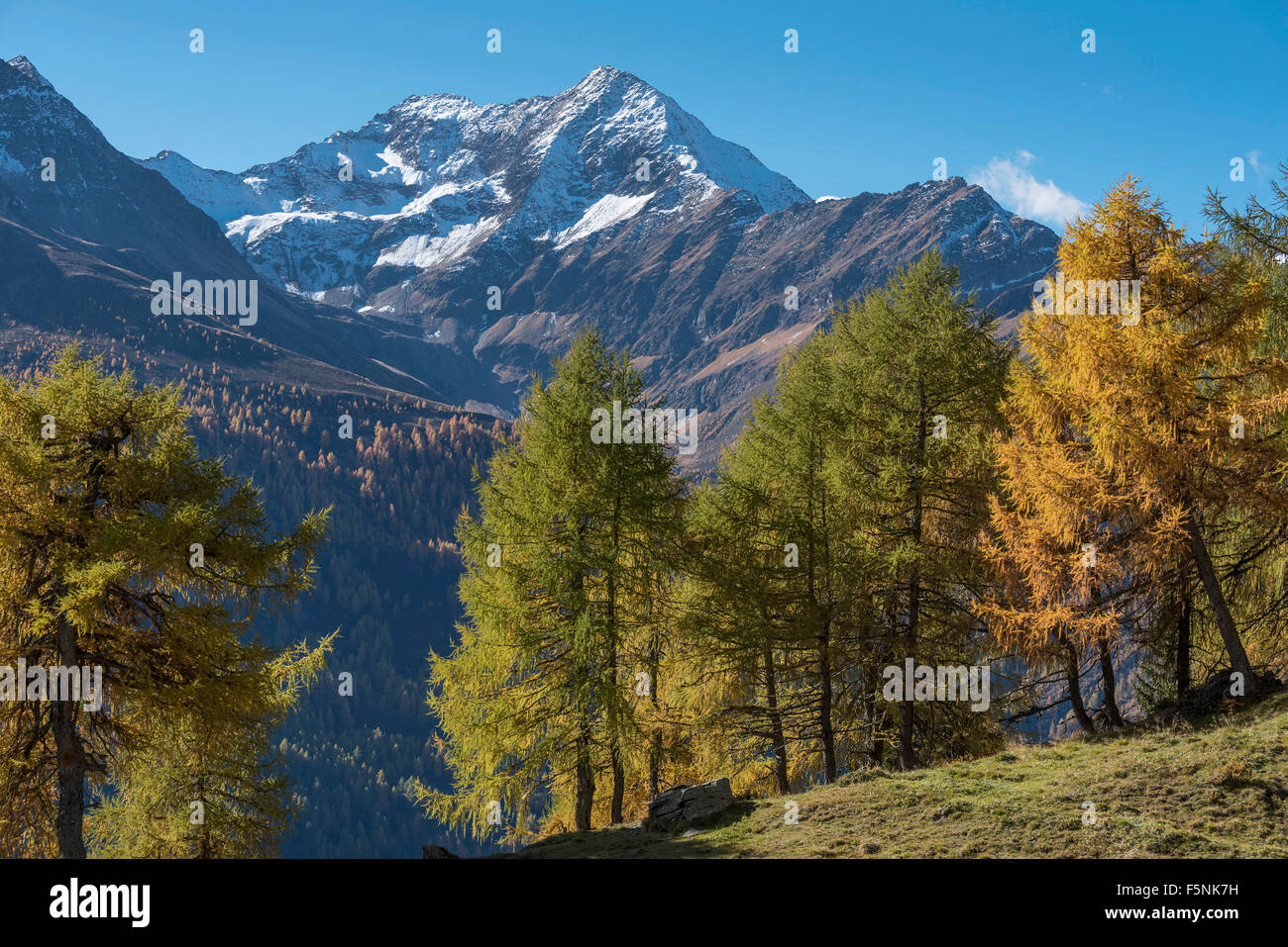 Le mélèze d'Europe (Larix decidua), forêt de montagne d'automne, Lasörling Berg derrière, upper in Virgental, Bodenalm, East Tyrol Banque D'Images