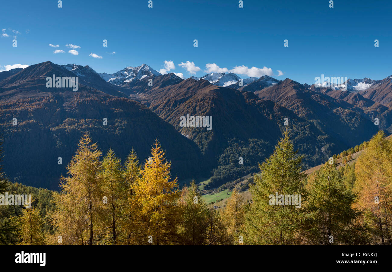 Mélèzes européens jaunies (Larix decidua), montagne d'automne, forêt et Lasörlinggruppe Lasörling in Virgental supérieur, derrière Banque D'Images