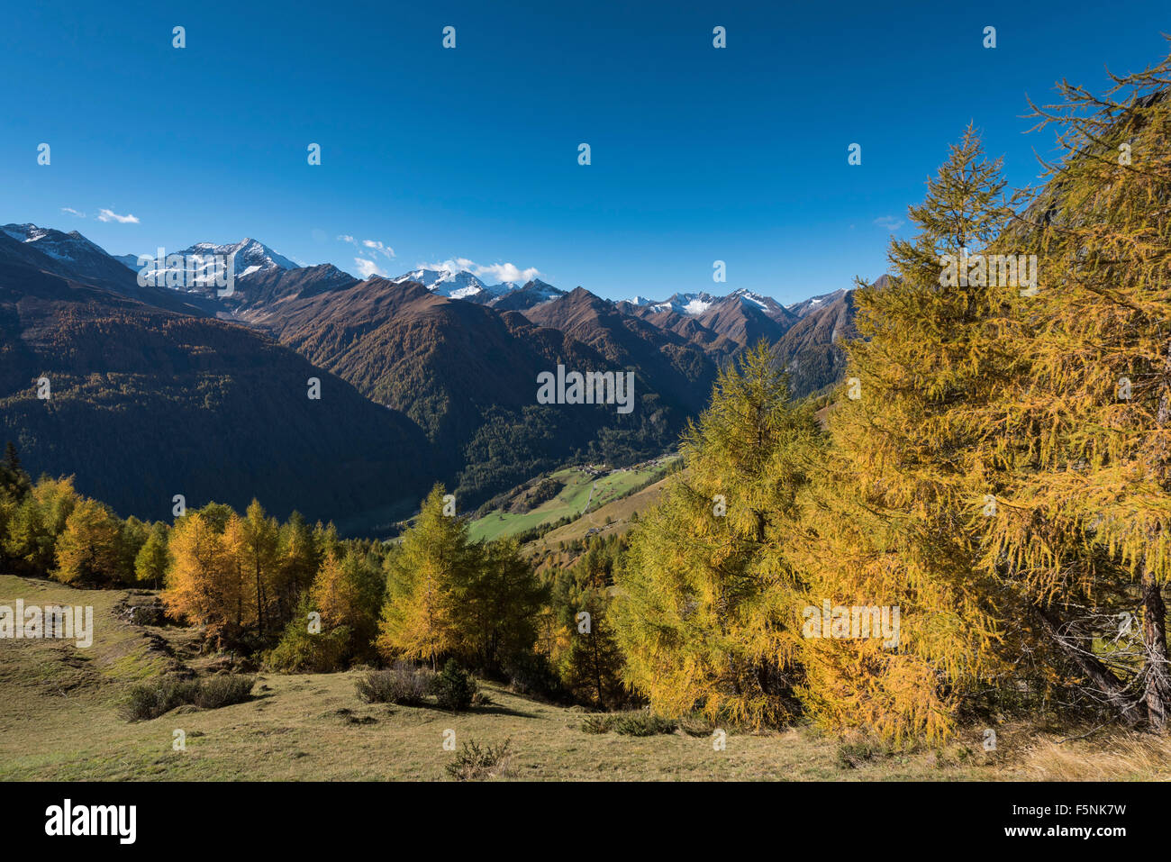 Mélèzes européens jaunies (Larix decidua), montagne d'automne, forêt et Lasörlinggruppe Lasörling in Virgental supérieur, derrière Banque D'Images