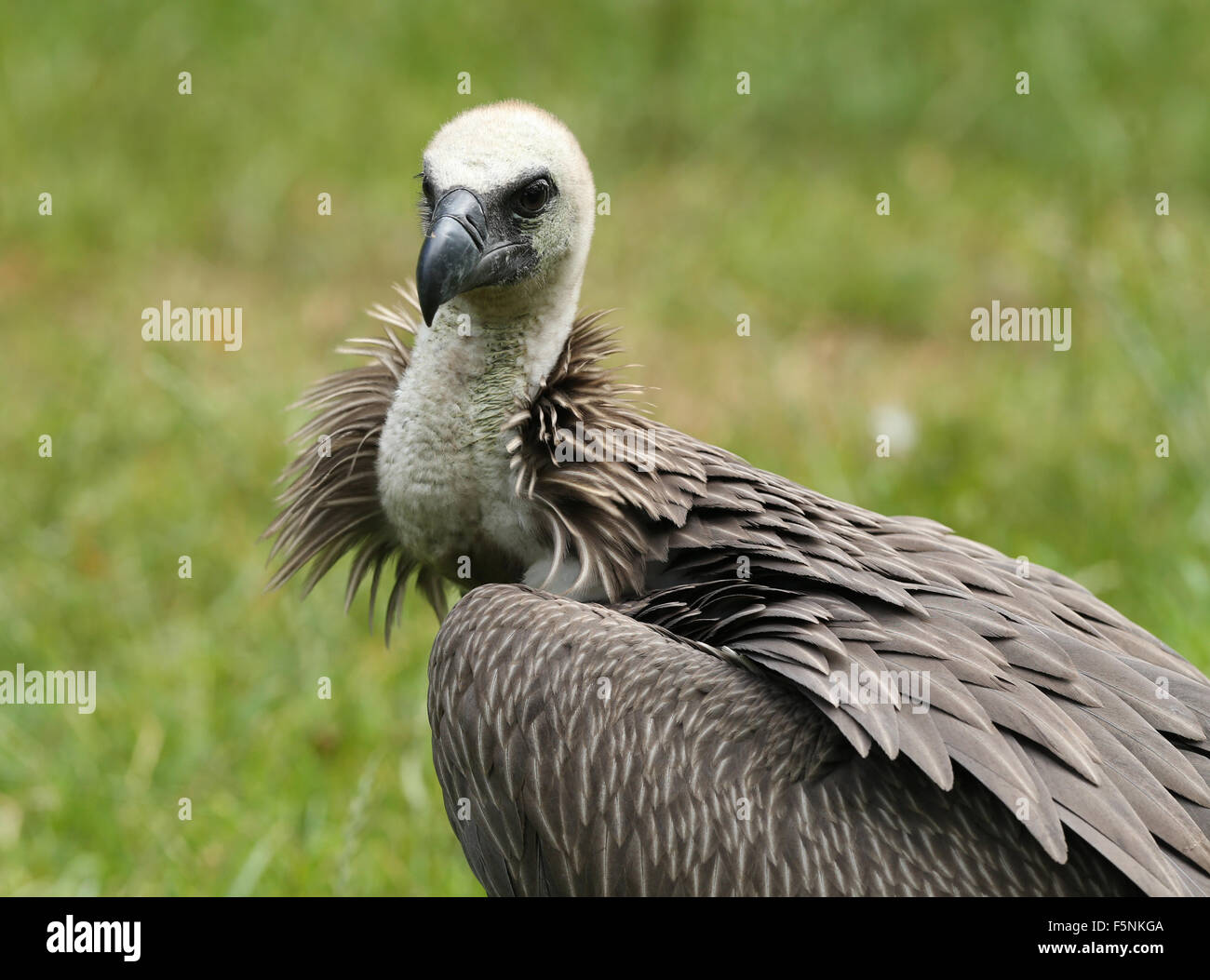Close up d'un vautour fauve Banque D'Images