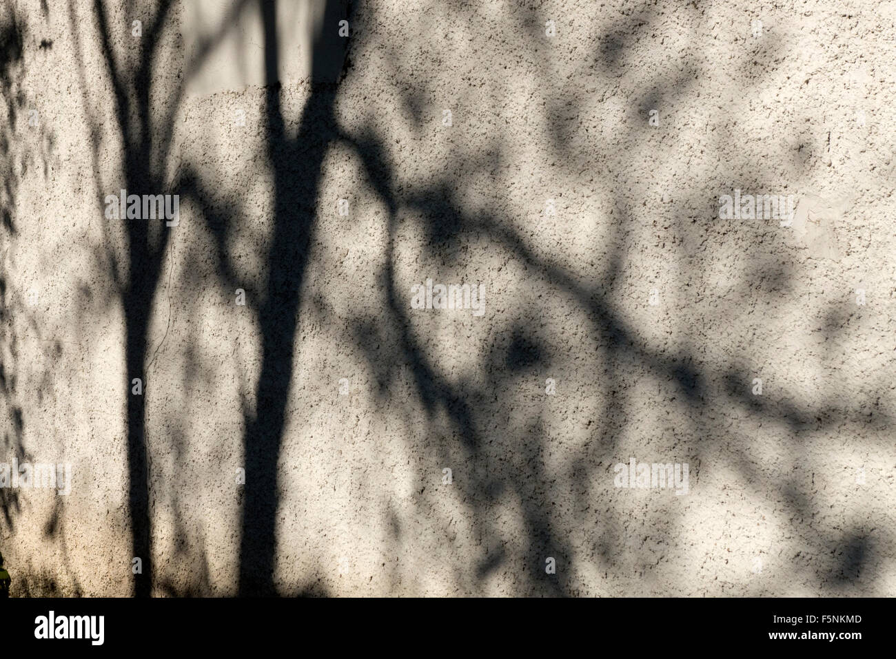 Arbres casting shadows sur mur en stuc. Banque D'Images
