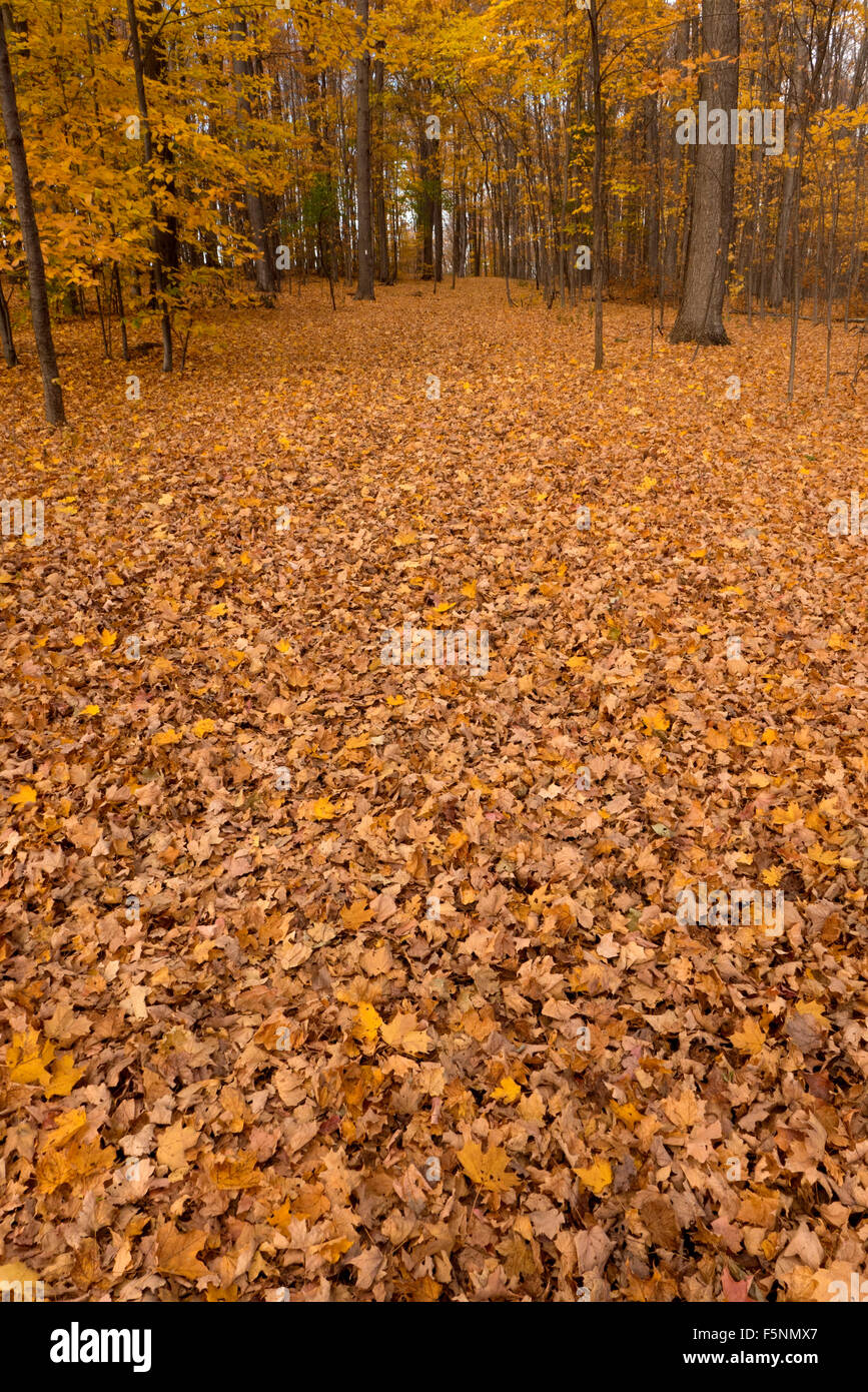 Piste forestière couverte par les feuilles d'automne. Banque D'Images