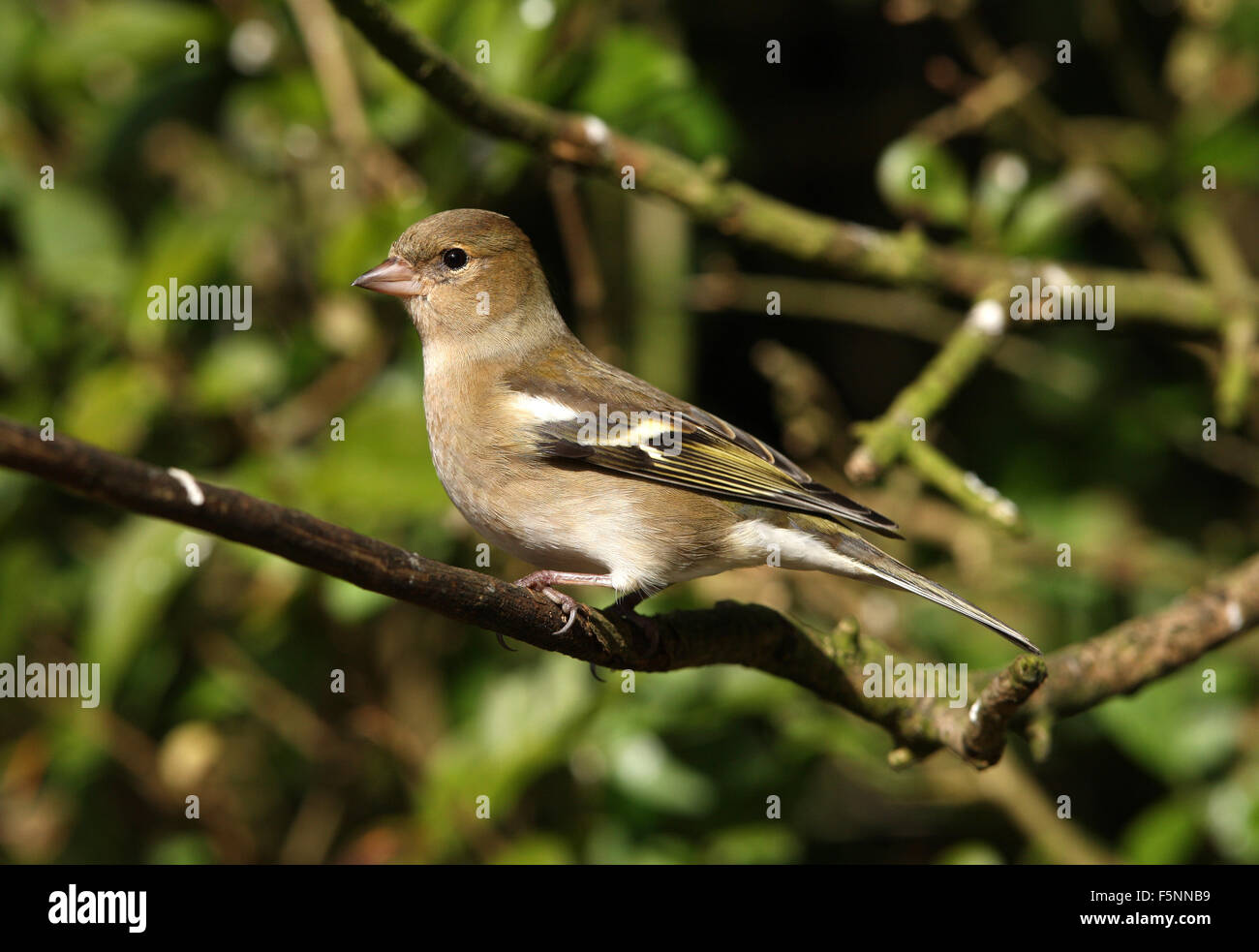 Portrait d'une femelle Pinson Banque D'Images