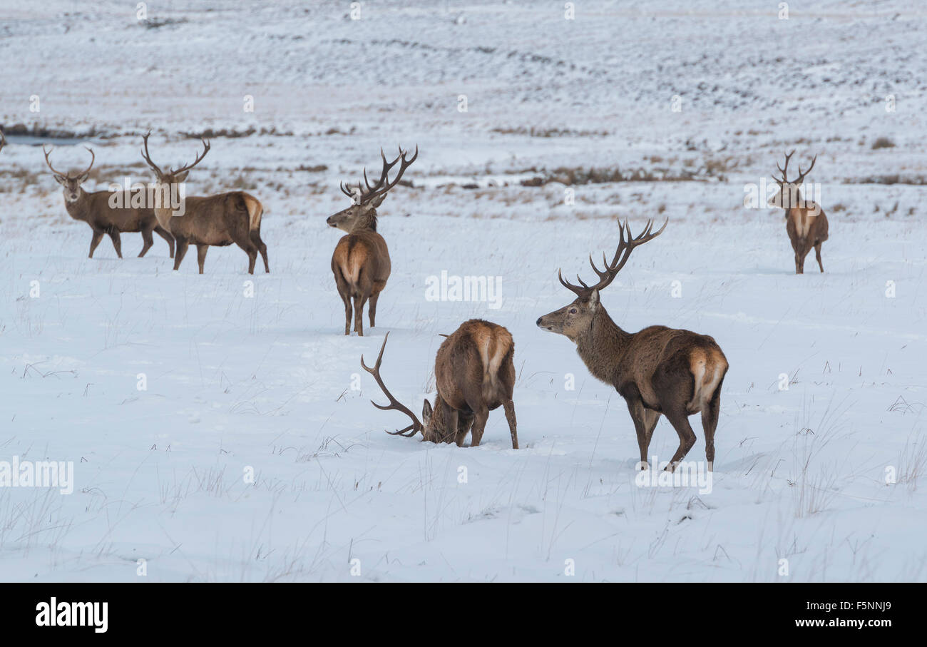 Red Deer en Ecosse Banque D'Images