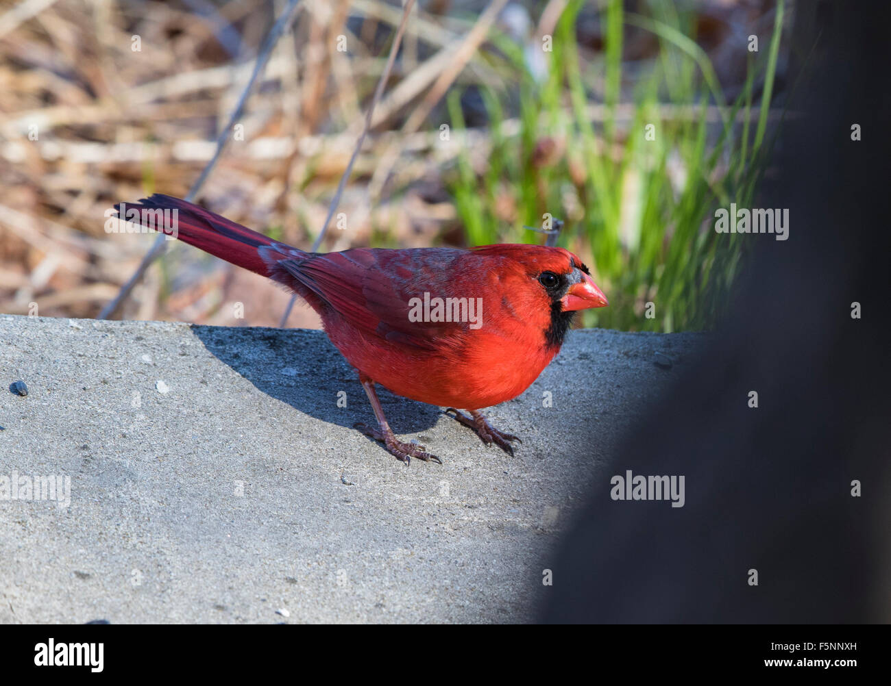 Le Cardinal rouge mâle Banque D'Images