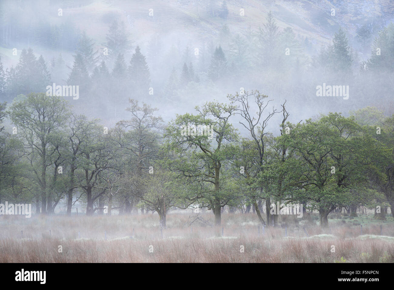 Le brouillard et les arbres à proximité de Glencoe dans les Highlands d'Ecosse Banque D'Images
