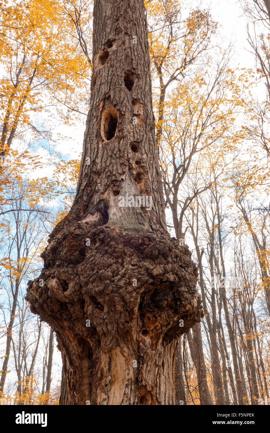 Arbre mort avec burr. Banque D'Images