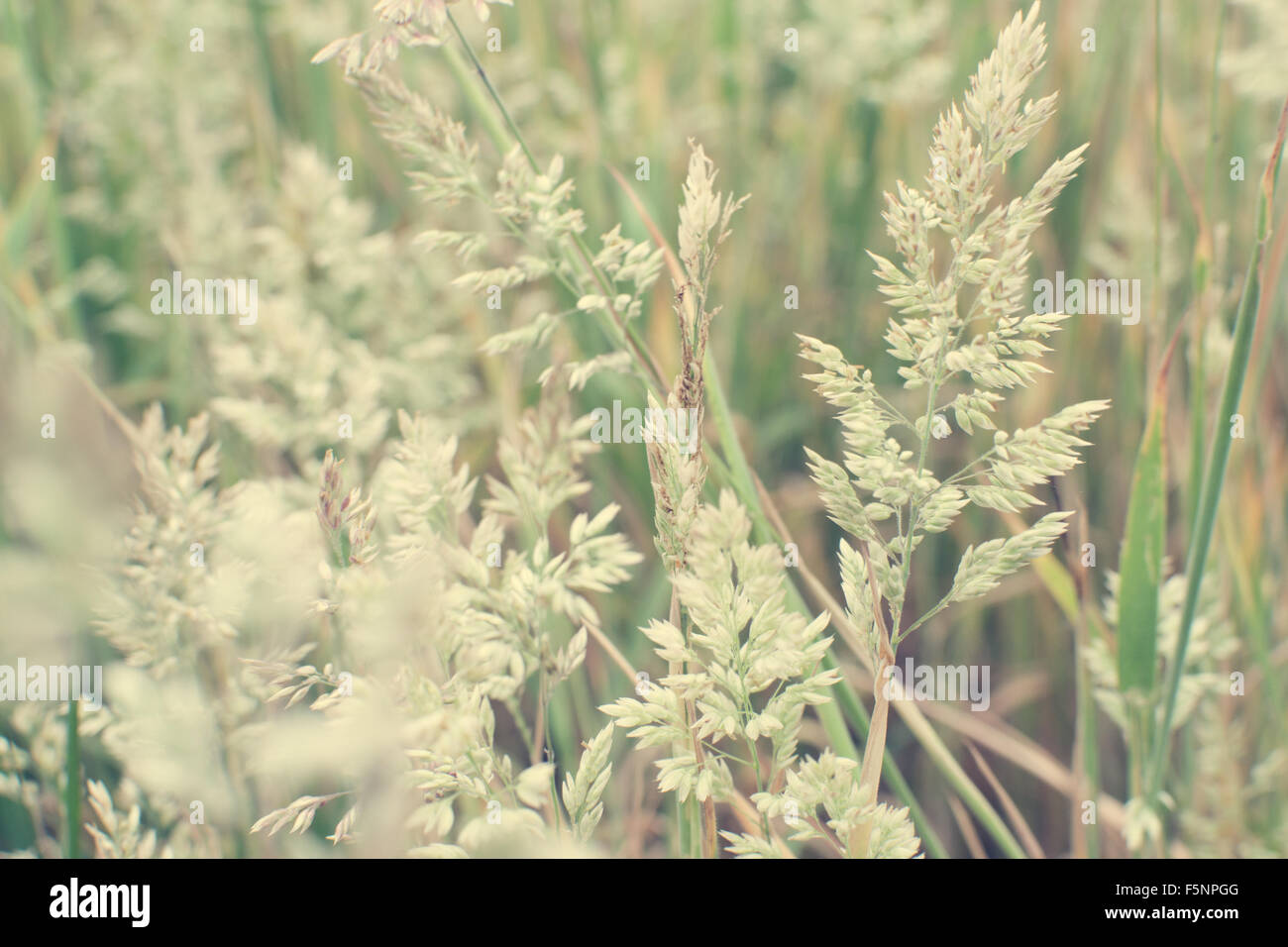 Résumé Les Herbes folles Banque D'Images