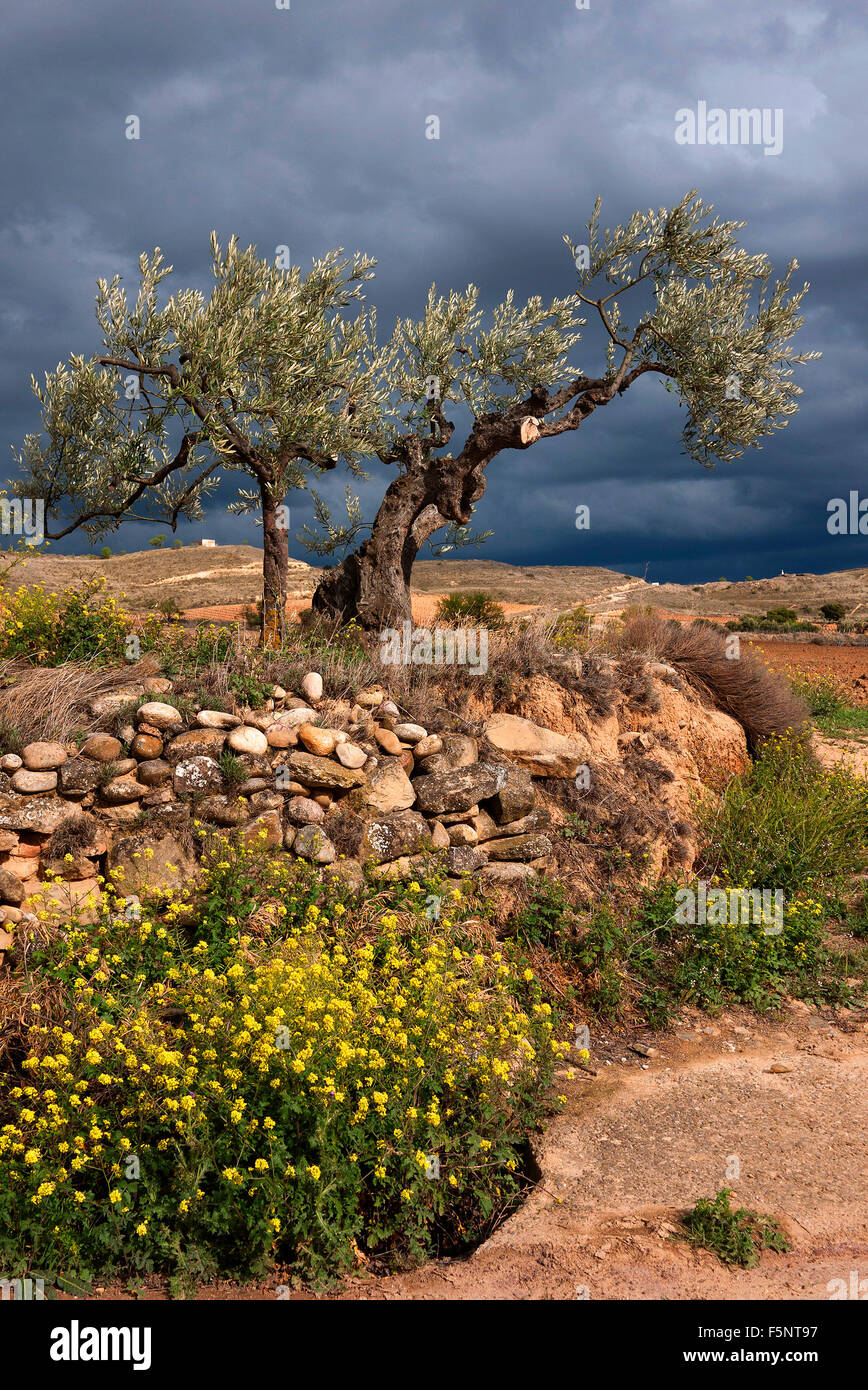Arbre généalogique olive contre noir, ciel d'orage en Espagne. Banque D'Images