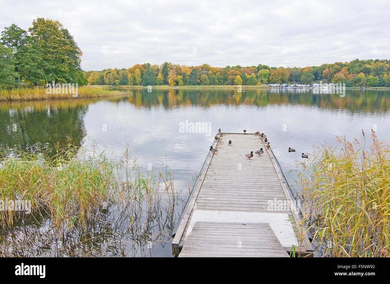 Jetée en bois avec le canard colvert par le lac aux couleurs de l'automne et marina plus loin en octobre, Stockholm, Suède. Banque D'Images