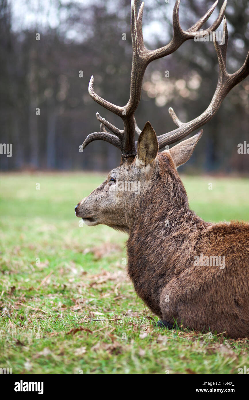 Red Deer stag à Richmond Park pendant la saison du rut Banque D'Images