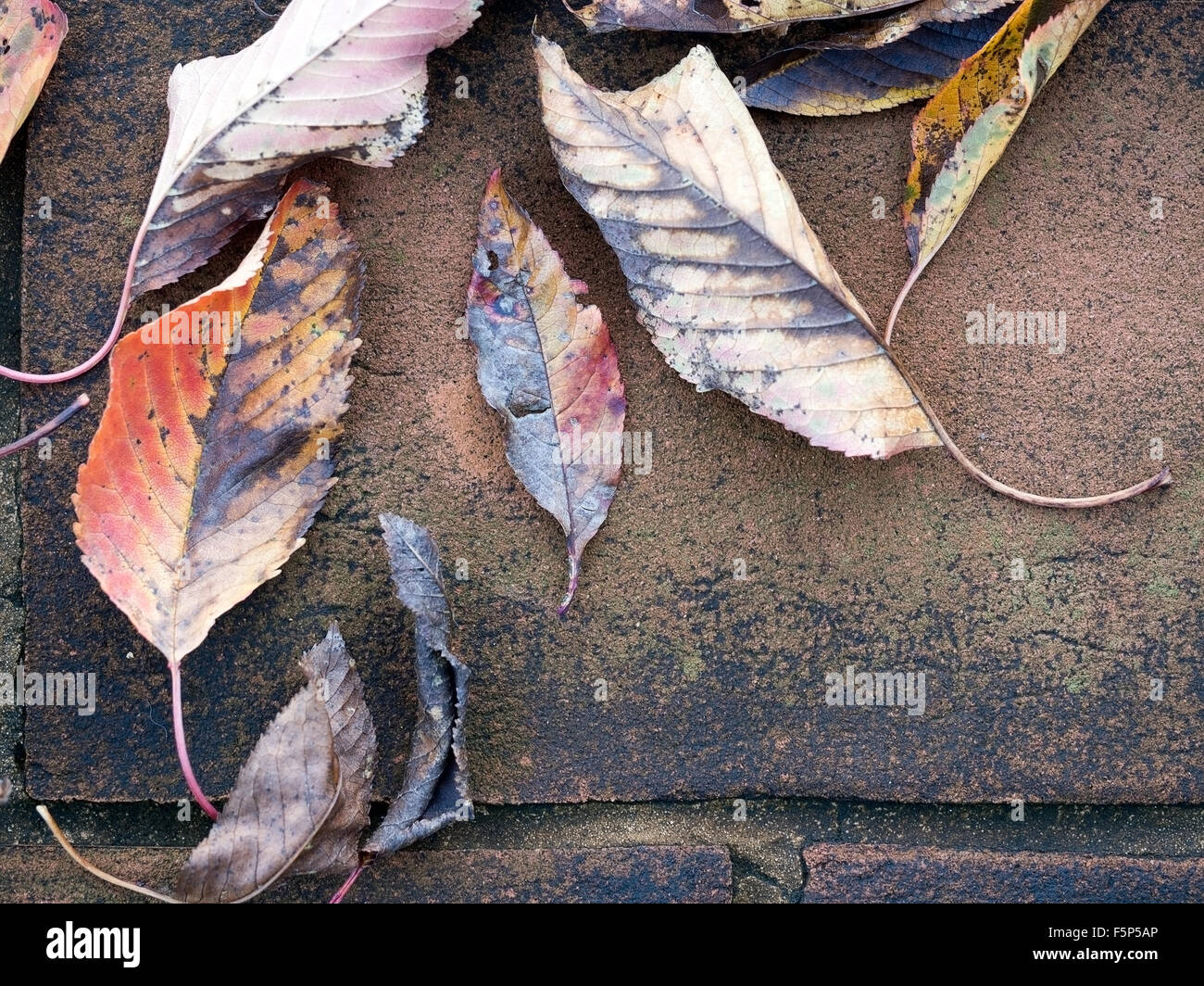 Belles feuilles d'automne sur pavage rustique. De cerisier. Banque D'Images