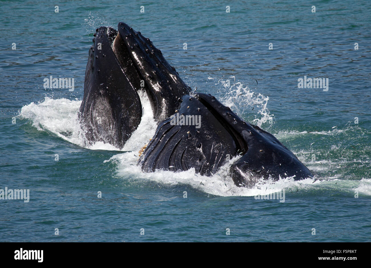 Baleines à bosse Banque D'Images
