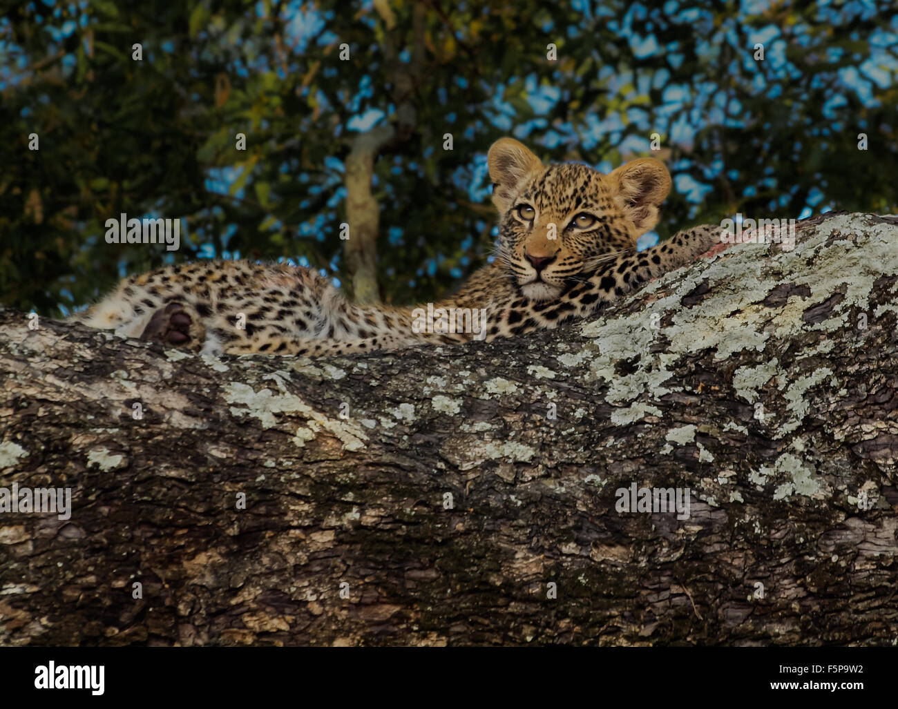 Leopard cub reposant sur un arbre à Sabi Sands, Kruger National Park, Afrique du Sud Banque D'Images