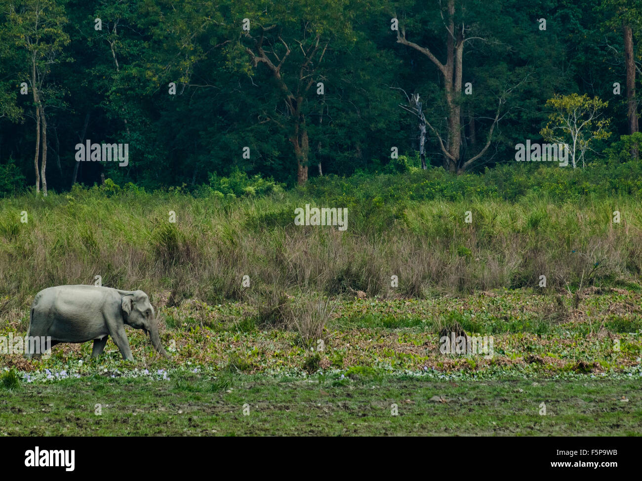 L'éléphant d'Asie au parc national de Kaziranga, Assam, Inde Banque D'Images