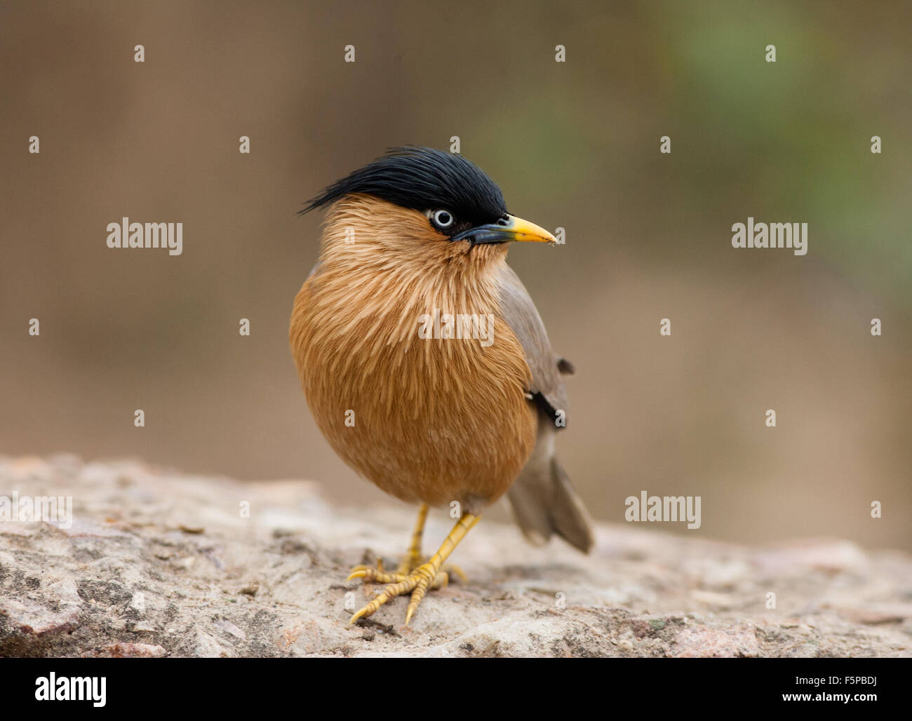 Brahminy Starling, d'oiseaux de Bharatpur, Inde Banque D'Images