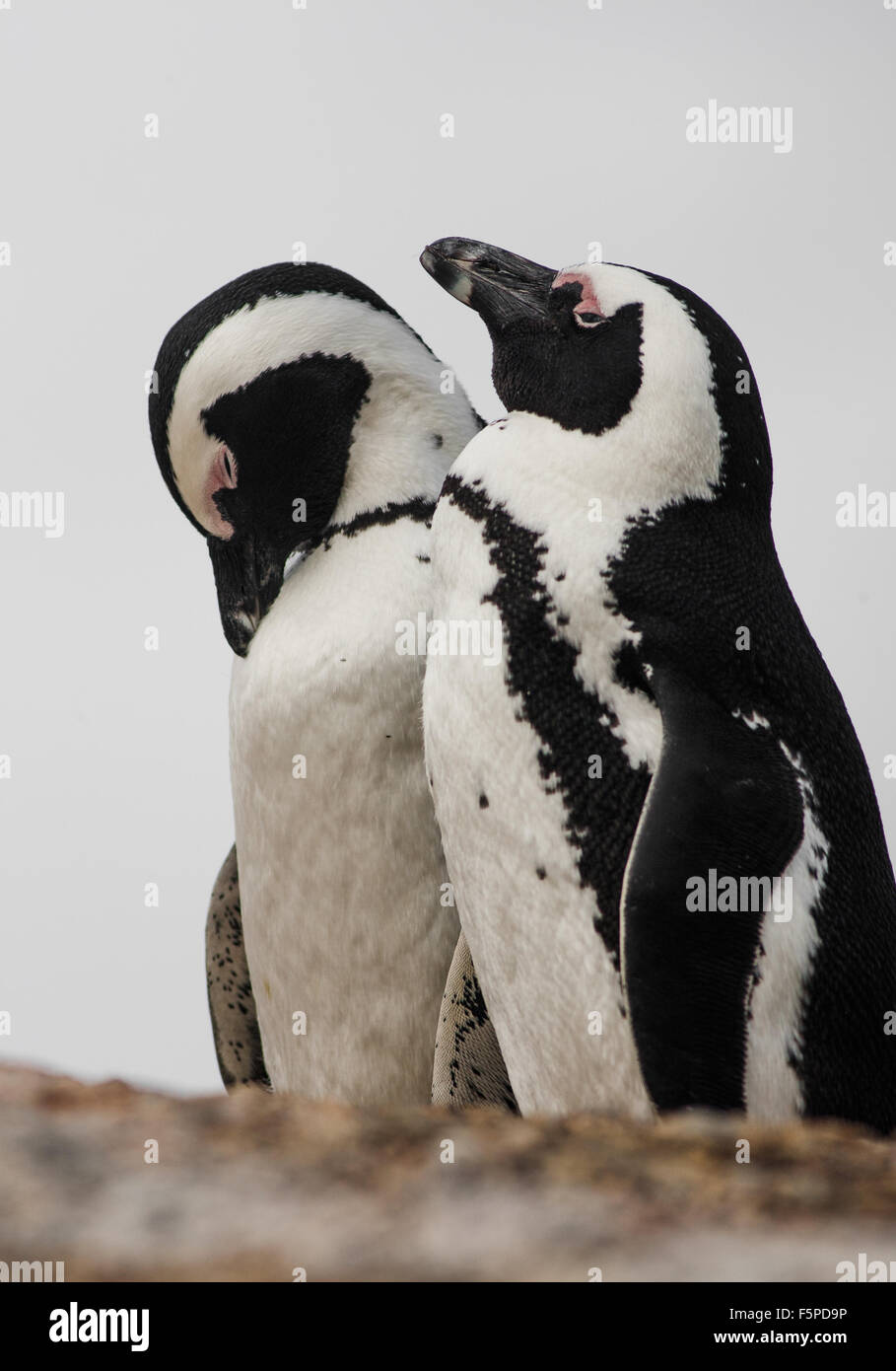 Cape pingouins à boulders beach, Ssimons town, Cape Town Banque D'Images