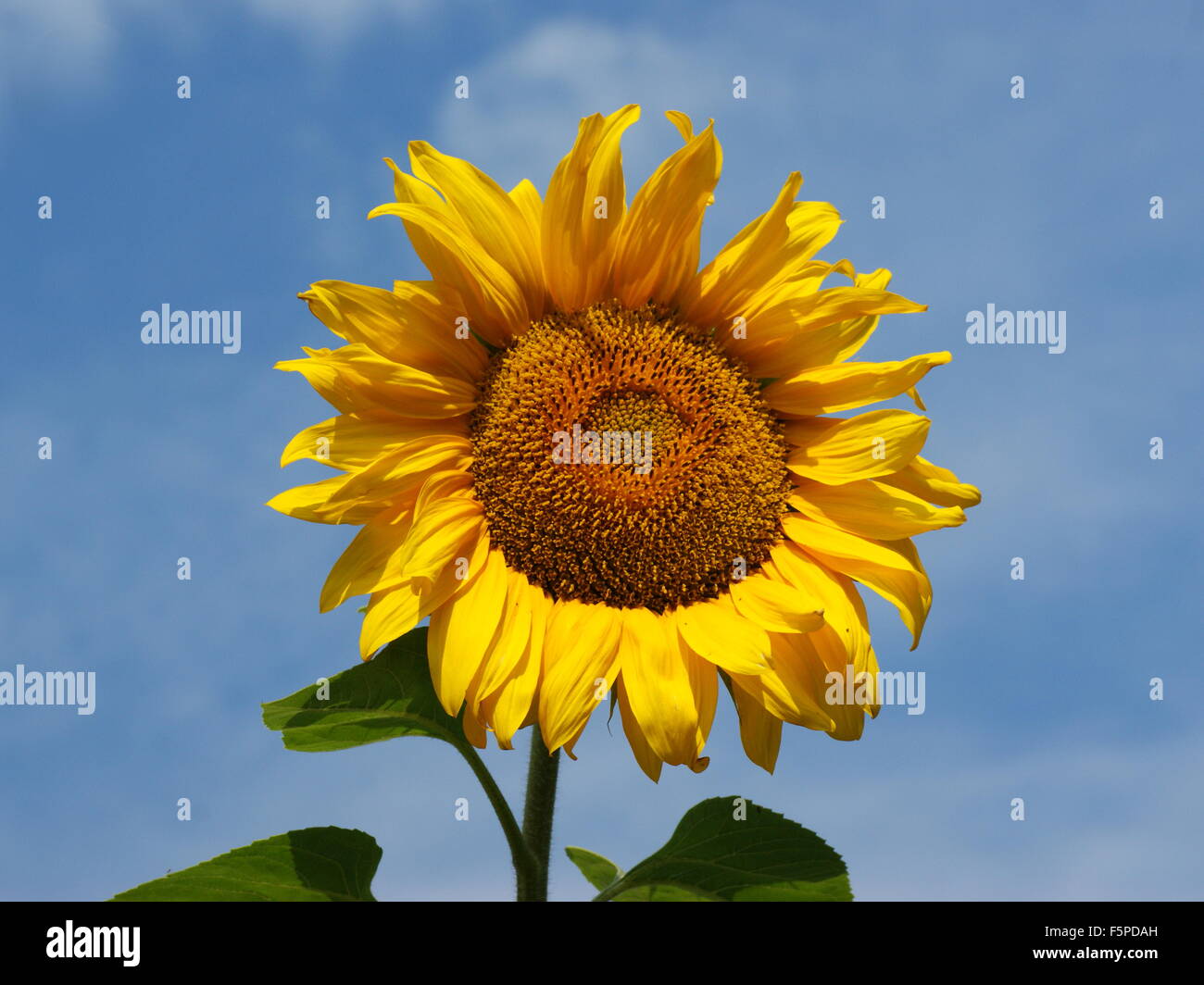 L'Helianthus, le tournesol (Helianthus annuus) Banque D'Images