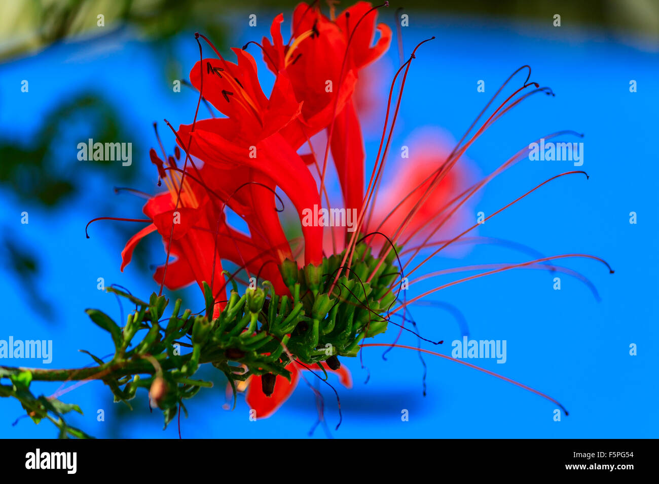 African tulip tree (Spathodea campanulata) Banque D'Images