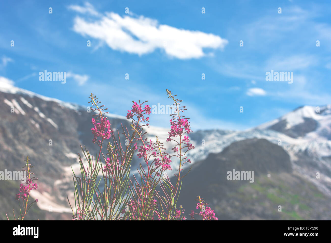 Sapl suisse montagne en été avec des fleurs rose sauvage sur l'avant-plan. Image Misty Banque D'Images