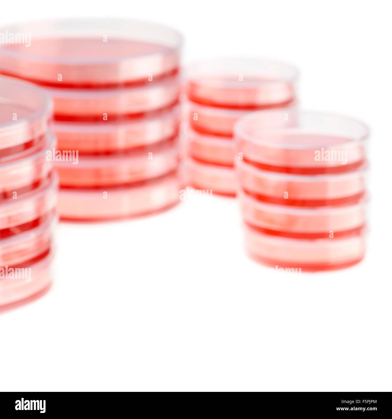 Boîtes de Pétri sur un fond blanc. Banque D'Images