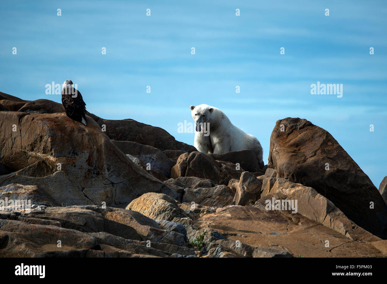 Adultes Ours polaire (Ursus maritimus) assis sur des rochers tirant la langue de Pygargue à tête blanche (Haliaeetus leucocephalus) Churchill, Manit Banque D'Images