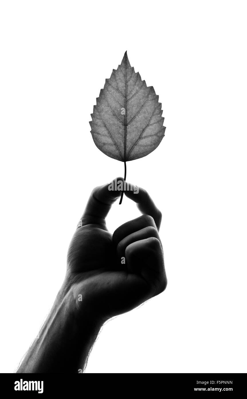 Silhouette de feuille dans la main. Isolated on white Banque D'Images