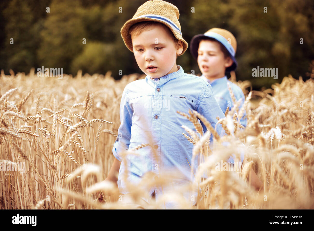 Deux petits frères marcher parmi le maïs Banque D'Images