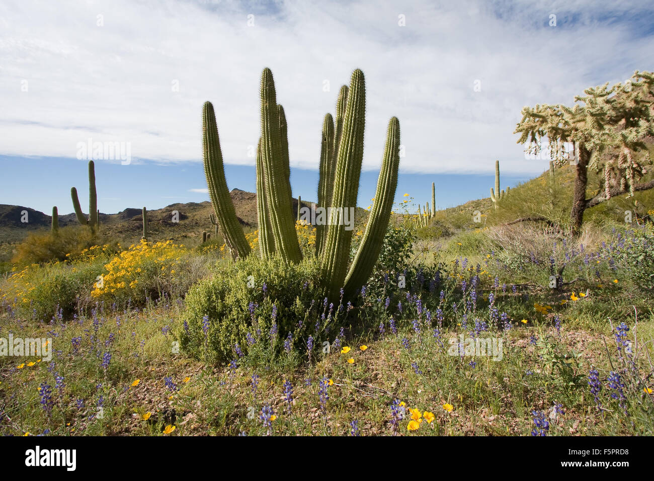 Une explosion de fleurs sauvages du désert remplit l'avant-plan de ce paysage désertique. Tuyau d'orgue, et saguaro cactus cholla pour atteindre le Banque D'Images