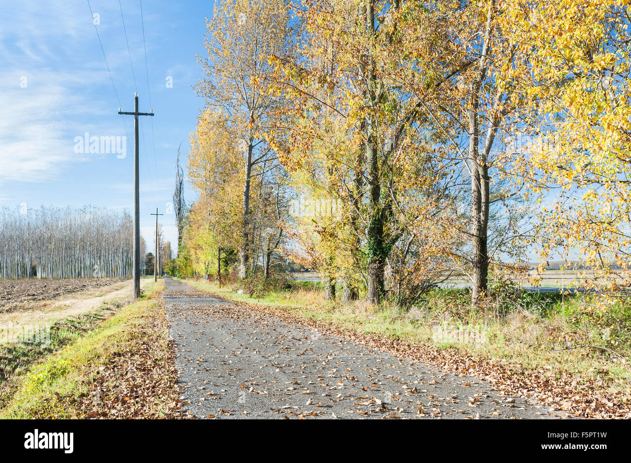 Les arbres d'automne avec les feuilles tombées sur une route de campagne Banque D'Images