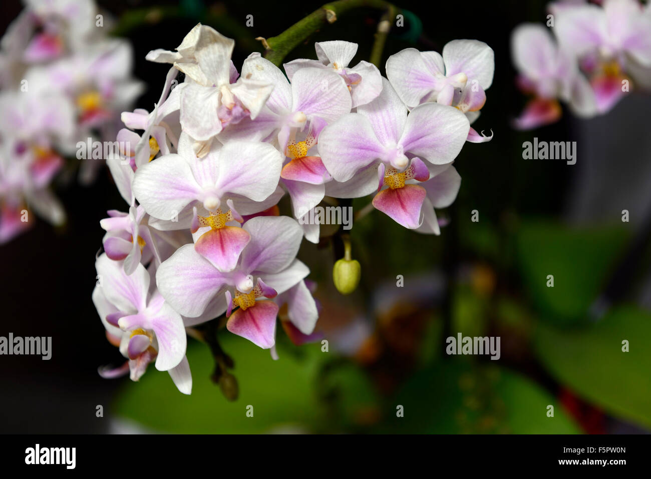 Doritaenopsis super rostris hybride Phalaenopsis blanc rose fleur fleurs plante à fleurs orchidée orchidées floral RM Banque D'Images