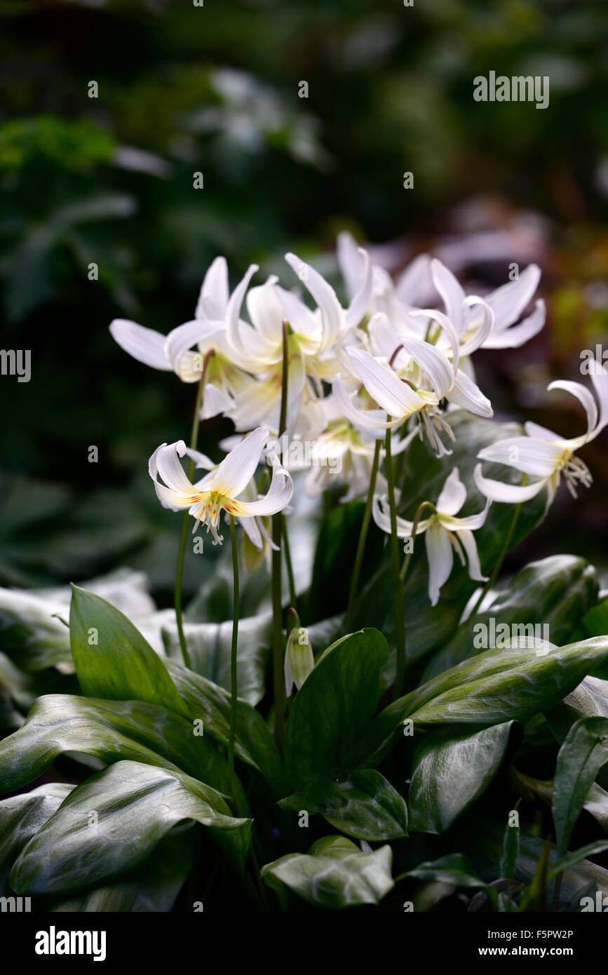 L'erythronium californicum white beauty fawn lily dogstooth printemps violet Floraison fleurs blanches bouquet couleurs Les couleurs de la dent des chiens Banque D'Images