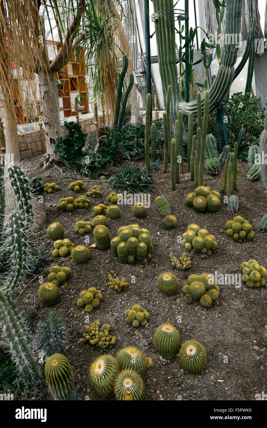 Bateau à quille Golden Barrel cactus Cactus Boule d'Or-mère plante du  désert en coussinet FLoral RM serre Photo Stock - Alamy
