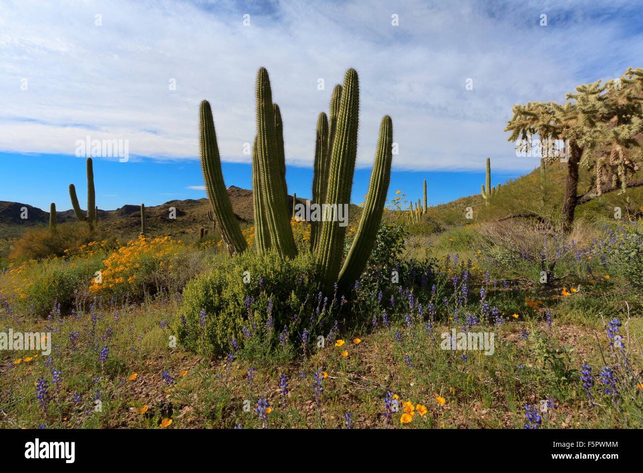 Une explosion de fleurs sauvages du désert remplit l'avant-plan de ce paysage désertique. Tuyau d'orgue, et saguaro cactus cholla pour atteindre le Banque D'Images