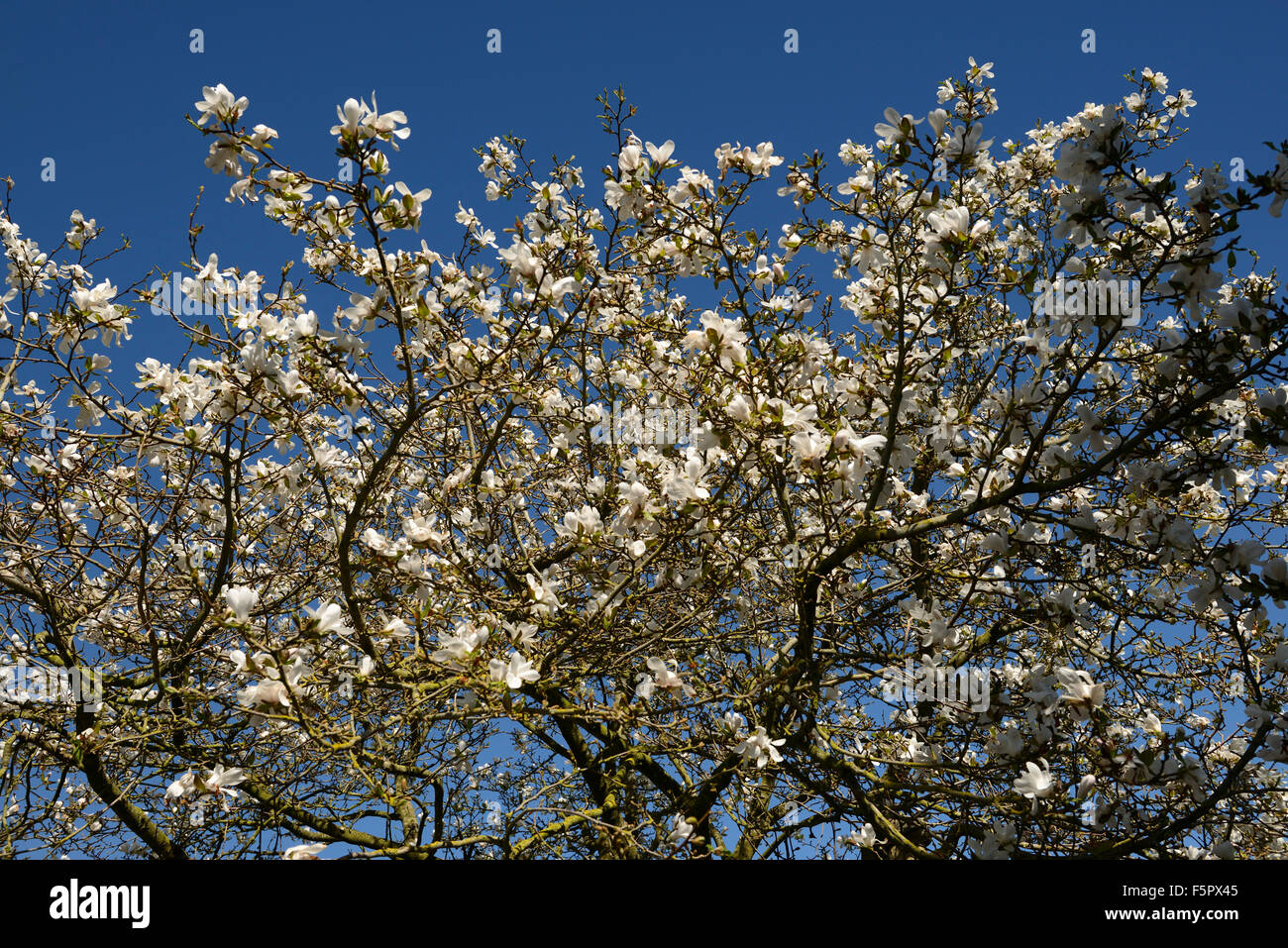 Magnolia x loebneri merrill fleurs blanches fleurs fleur ciel ciel bleu arbre arbres printemps Floral RM à feuilles caduques Banque D'Images
