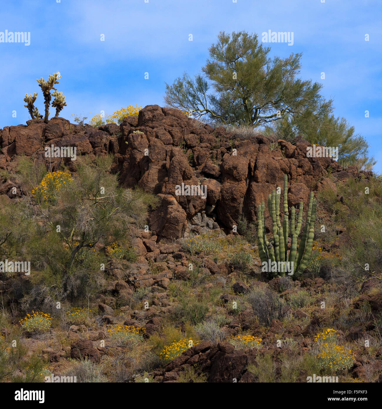 Fleurs jaune vif ponctuent une colline dans le désert du tuyau d'Orgue Cactis National Monument, Arizona. Banque D'Images