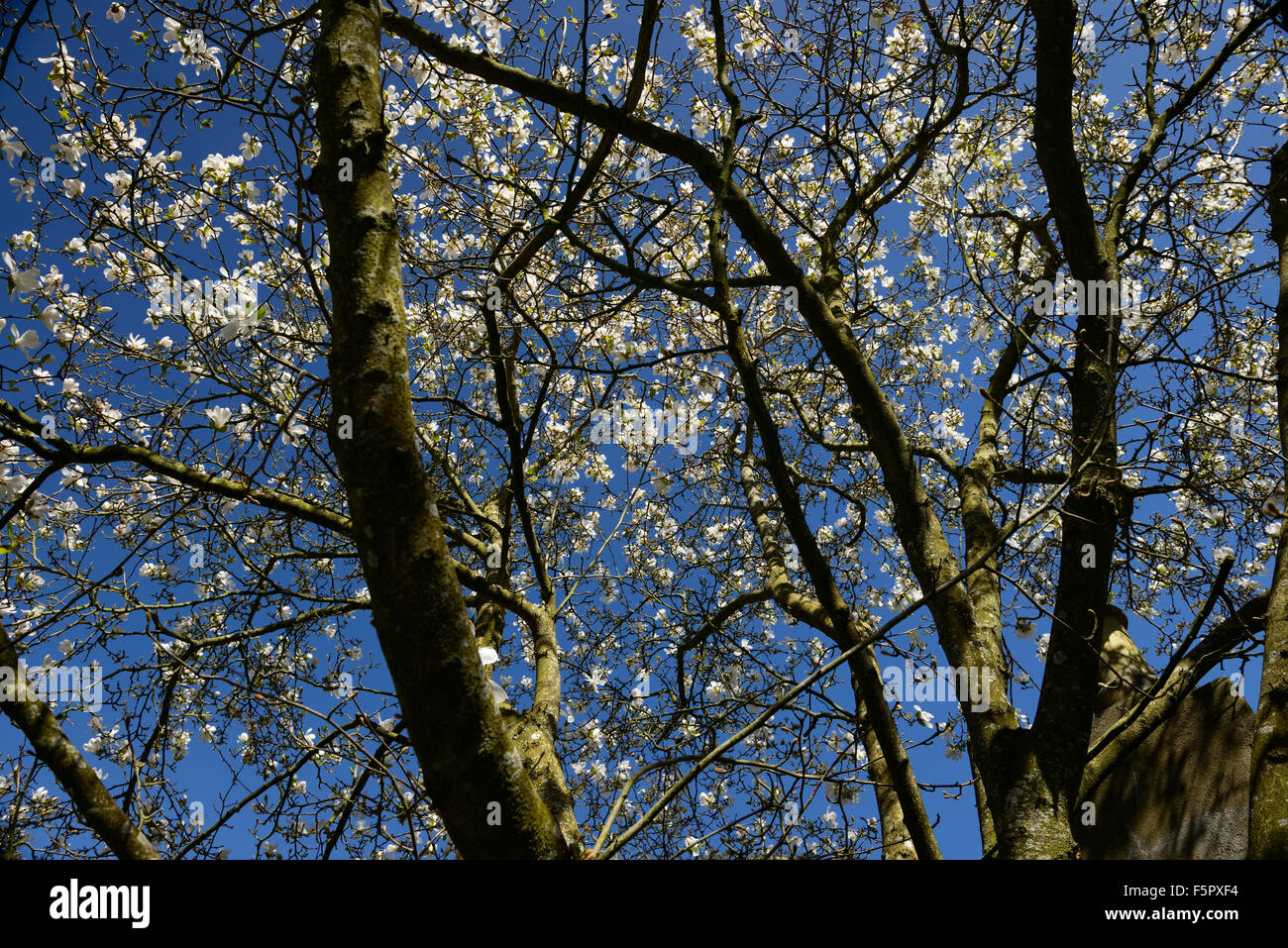 Magnolia x loebneri merrill fleurs blanches fleurs fleur ciel ciel bleu arbre arbres printemps Floral RM à feuilles caduques Banque D'Images